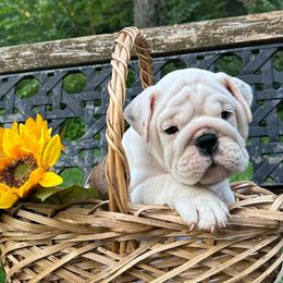 Bulldogs and French Bulldogs from Salem Bulldogs