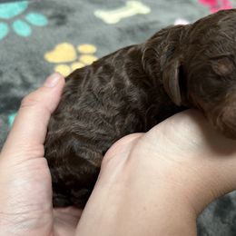 Ember Lace - Brown female Poodle puppy in Corona, California from Garden Of Poodles