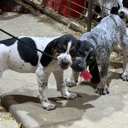 Bluetick Coonhound Puppies from 5280 Show stock