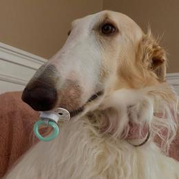 Borzois from Houston Borzoi