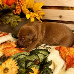 Boy 2 - Dark golden male Golden Retriever puppy in Holly, Michigan from Nina's Golden hour