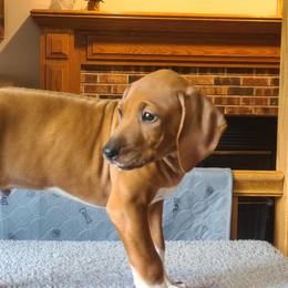 Rhodesian Ridgeback Puppies from Zenkosi Ridgebacks
