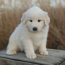Girl 2 Purple - White female Great Pyrenees puppy in Yakima, Washington from Naches Heights Ranch