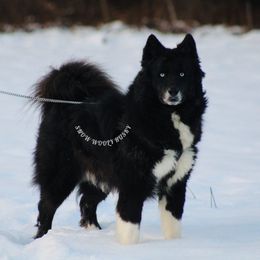 Guinness - Siberian Husky