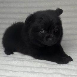 Ozzy (cuddle bug) - Black male Pomeranian puppy in Hughes Springs, Texas from Hughes Springs Tx Poms