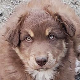 Basil - Red tri-color male Australian Shepherd puppy in Cottage Grove, Oregon from Farmstead Aussies