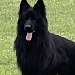 Gunner - German Shepherd