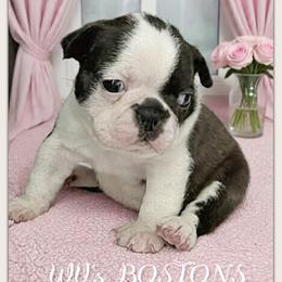 Gracie - Black and white female Boston Terrier puppy in North Central, Vermont from Windy Valley’s Bostons