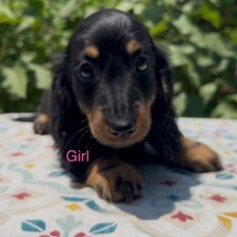 Black and tan Girl - Black and tan female Dachshund puppy in Alice, Texas from Crimson’s longhair Dachshunds