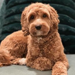 Paris - Australian Labradoodle
