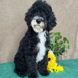 Denver - male Australian Mountain Doodle puppy in Seymour, Missouri from D and D’s Dandy Doodles