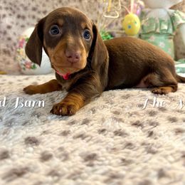 Beth - Chocolate and tan Dachshund puppy in Hensley, Arkansas from The Dachshund Barn
