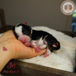 Jet - Black tri-color male Aussiedoodle puppy in Fort Myers, Florida from Little Golden Farm