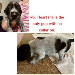 Knight - Brown and gray male Wirehaired Pointing Griffon puppy in Tollhouse, California from Rocking S Griffons