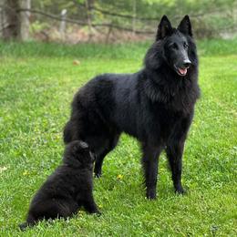 Belgian Sheepdog puppies from Wildmour K9
