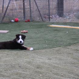 Chilli - Black tri-color female Australian Shepherd puppy in Sonoita, Arizona from Gardner Canyon Kennels