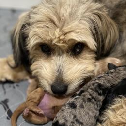 Aussiedoodles, Australian Shepherds, Old English Sheepdogs, and Sheepadoodles from Star Garnet Pups