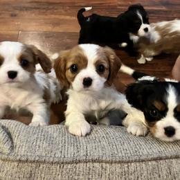 Cavalier King Charles Spaniel Puppies from SHANNON'S CAVALIERS