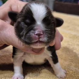 Chocolate boy 1 - Chocolate male Shih Tzu puppy in Newark, Ohio from Gemini Kennels