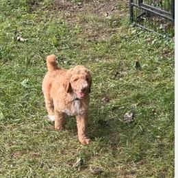 Jennifer Lawrence - Apricot female Poodle puppy in Mount Gilead, Ohio from Cats Creek Standard Poodles
