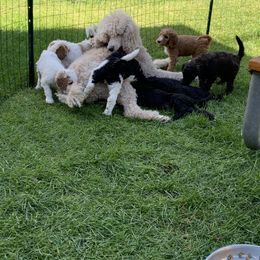 Poodle Puppies from Blue Moon Puppies