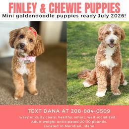 Goldendoodle puppies from Country Club Doodles