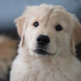 Golden Retriever Puppies from Golden Hour Golden Retrievers