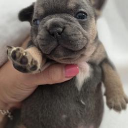 Bubbles - Blue fawn female French Bulldog puppy in Fayetteville, North Carolina from Burger's Pups