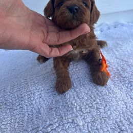 Boy 3 - male Poodle puppy in Mint Hill, North Carolina from DoodleForever