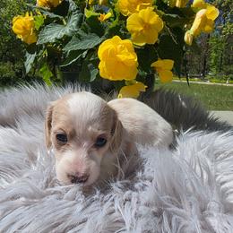 Maple - Piebald female Dachshund puppy in Grant, Michigan from Low Down Dashchuand