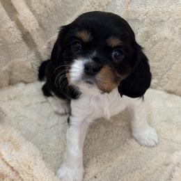 Girl 1 - female Cavalier King Charles Spaniel puppy in Santa Rosa, California from Shooting Star Cavaliers
