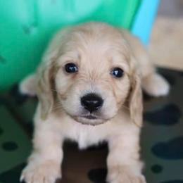 Dachshund Puppies from Little e Dachshunds