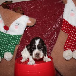 Wiz - Brown and white male Cocker Spaniel puppy in Hickory, North Carolina from Home Grown Cocker Spaniels