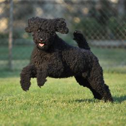 Gracie - Goldendoodle