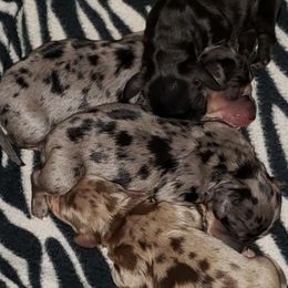 Dachshunds from River of Hidden Dachshund's