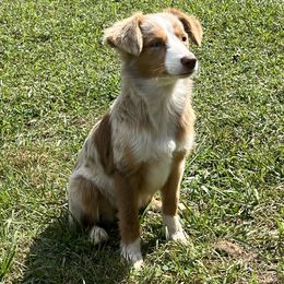 Toy Australian Shepherd puppies from Mike & Josh Mini & Toy Aussies