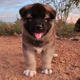 AKC Koda - Black male Akita puppy in Tombstone, Arizona from WeVolution Off-Grid
