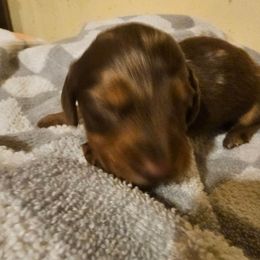 Boy 2 - Dapple male Dachshund puppy in Stillwater, Oklahoma from Shade Tree Dachshunds