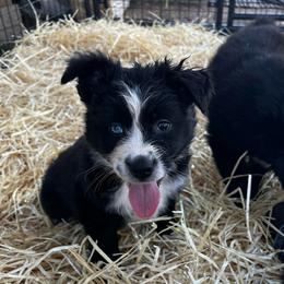 Crystal (1 blue eye) - Black & white female Australian Shepherd puppy in Piedmont, Oklahoma from HeartDriven Aussies