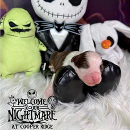 Oogie Boogie - Red tri-color male Australian Shepherd puppy in Fredericksburg, Virginia from Cooper Ridge Aussies