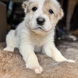 Yellow Collar Girl - Brindle female Central Asian Shepherd Dog puppy in Markleysburg, Pennsylvania from Wolf Mountain Farm