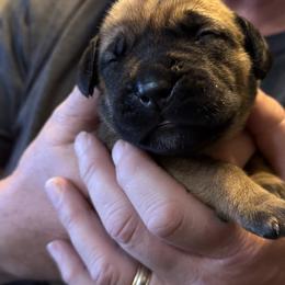 White collar female - Fawn female Boerboel puppy in Bon Aqua, Tennessee from Erickson Ranch Boerboels
