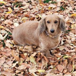 Angie - Dachshund