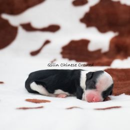 Chinese Crested Puppies from Qilin Chinese Crested