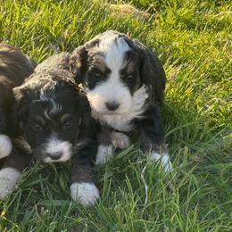 Bernedoodles and Bernese Mountain Dogs from Bernedoodles by Zee and Jewel