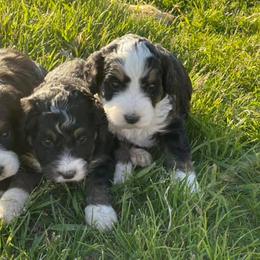 Bernedoodles and Bernese Mountain Dogs from Bernedoodles by Zee and Jewel