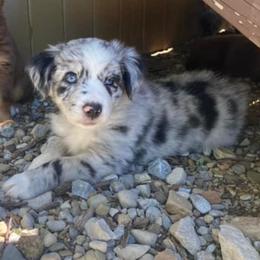 Australian Shepherds from CNV Aussies