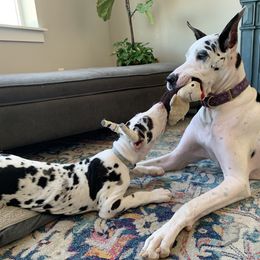 Great Dane Puppies from Altitude Great Danes