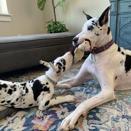 Great Dane Puppies from Altitude Great Danes