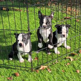 Wednesday - Black and white female Boston Terrier puppy in Fillmore, Illinois from Wind Hill Puppies